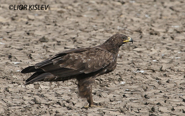 עיט צפרדעים  Greater Spotted Eagle   Aquila clanga                  בוגר ,עמק עכו ,אוקטובר 2005   